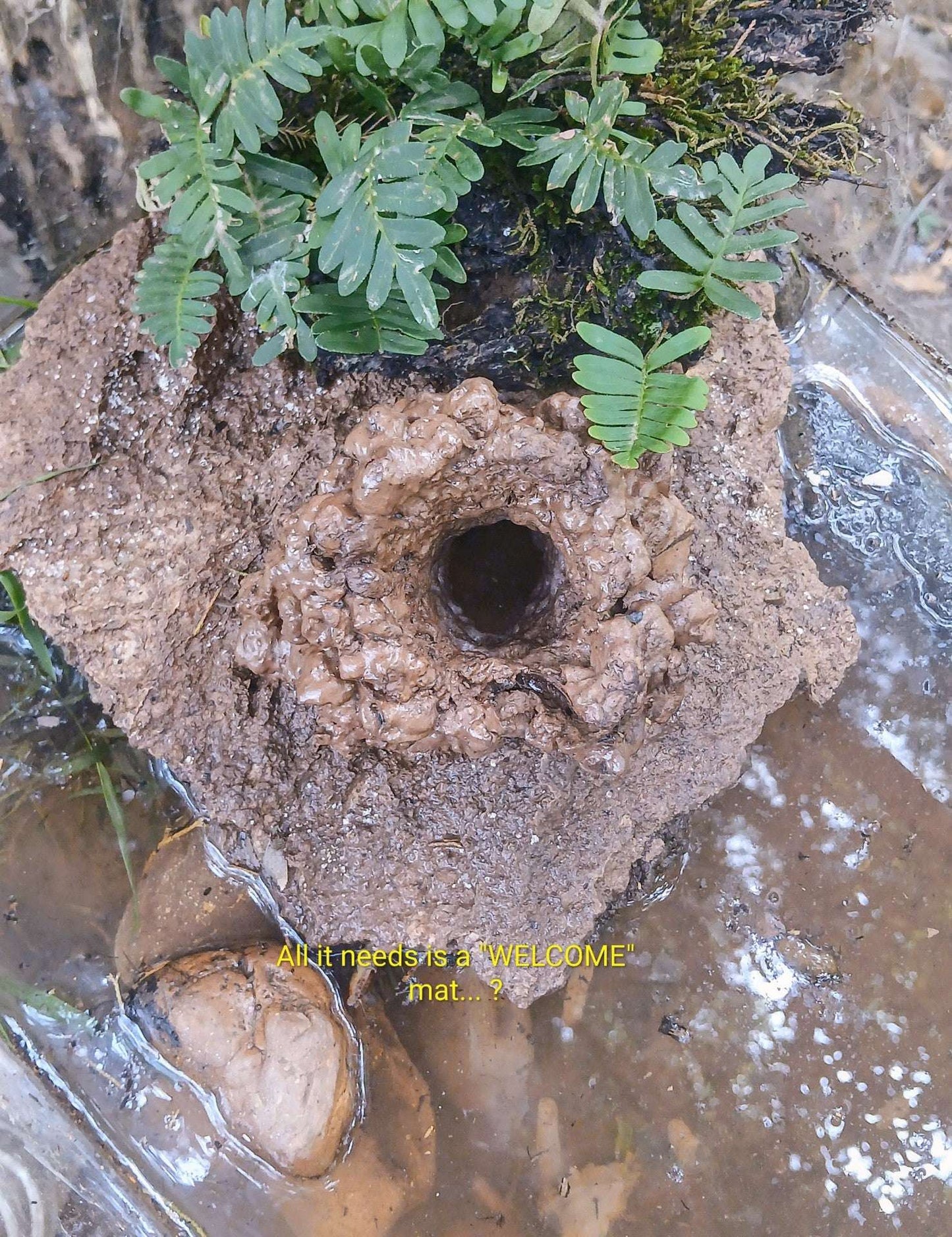 Natural Aquarium Decor Cave/ Hide for Shrimp, Betta and Crawfish "handcrafted process"