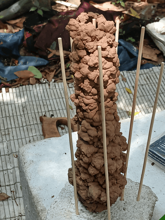 Natural Crawfish Burrow/ Tower - "Wild Harvested" Natural Aquarium Decor