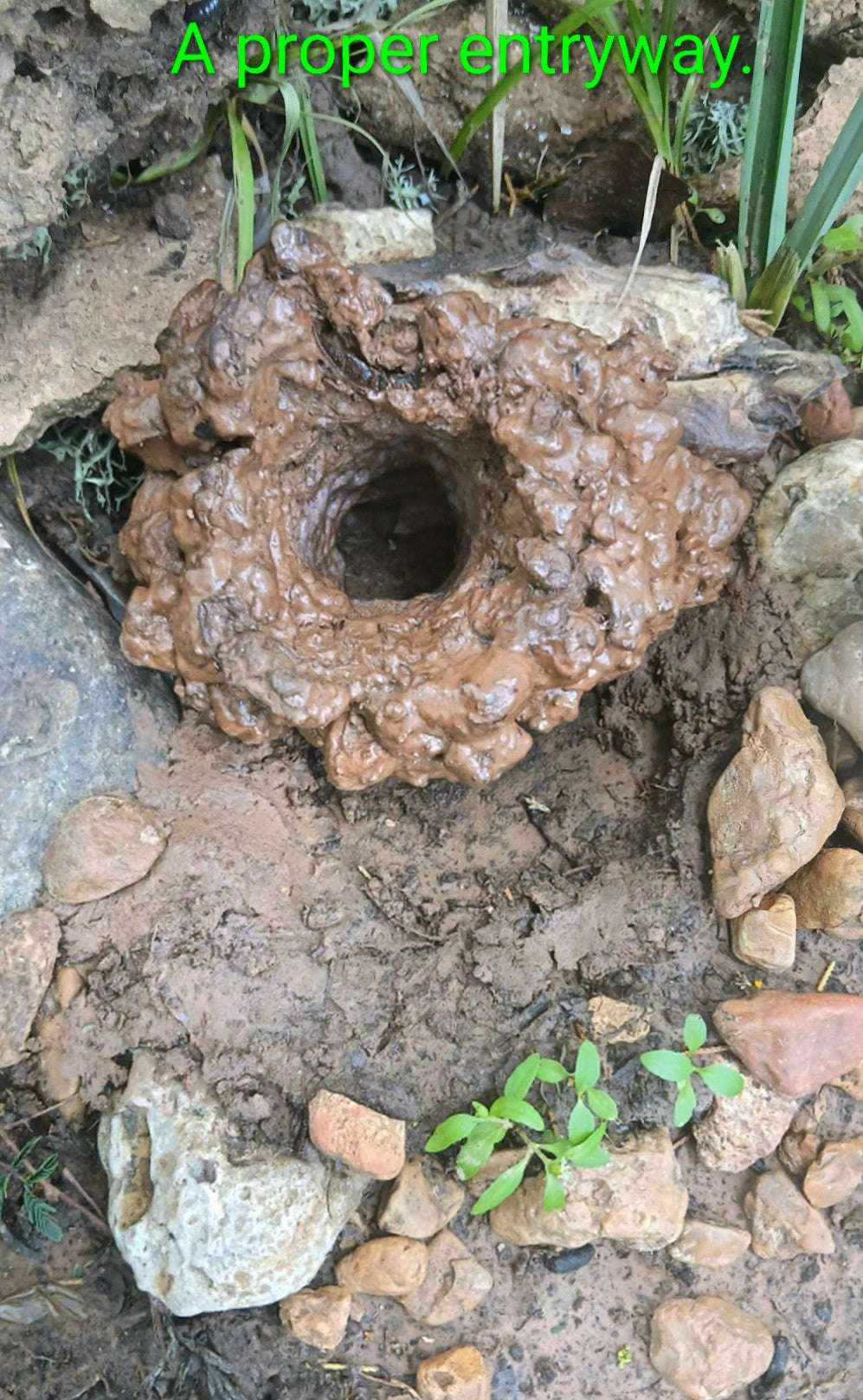 100% Natural, (Wild Formed) Crawfish Chimney Perfect Hide for Crawfish, Shrimp, or Bettas