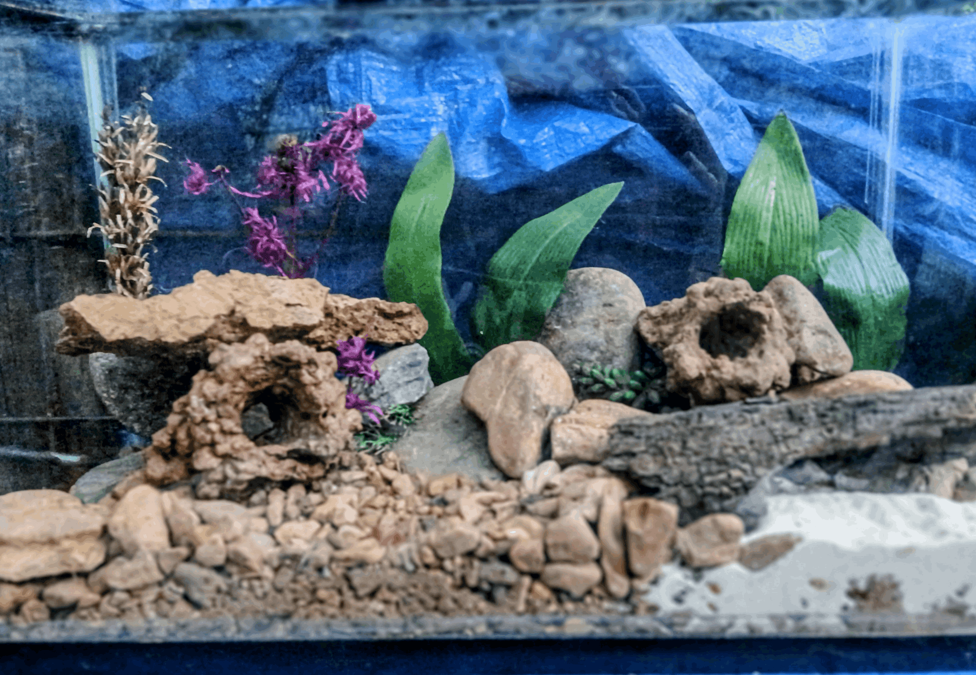 100% Natural, (Wild Formed) Crawfish Chimney Perfect Hide for Crawfish, Shrimp, or Bettas