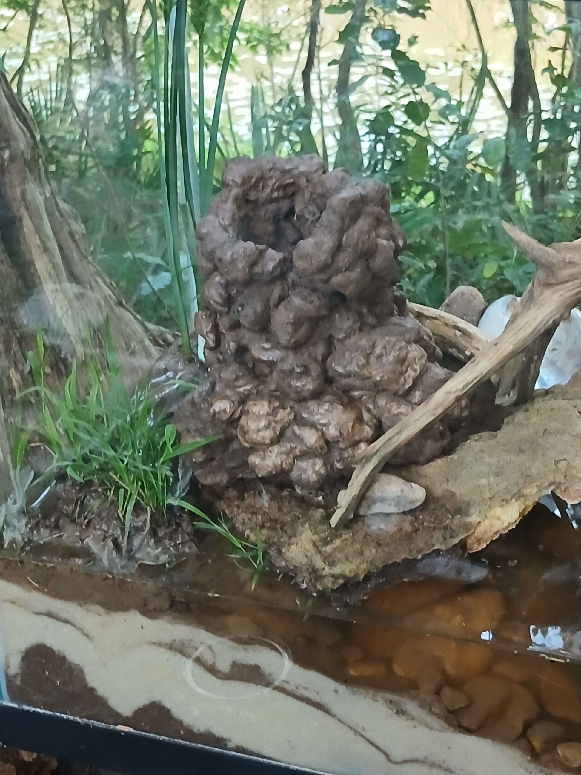Natural Aquarium Decor Cave/ Hide for Shrimp, Betta and Crawfish "handcrafted  process"