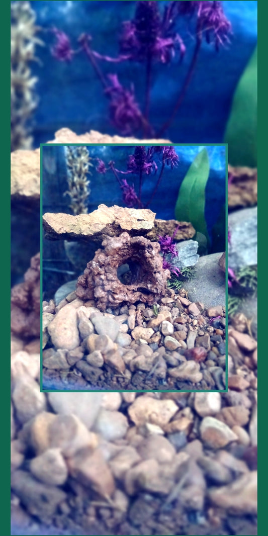 100% Natural, (Wild Formed) Crawfish Chimney Perfect Hide for Crawfish, Shrimp, or Bettas